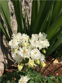 5e98c25f-20170423 Ri pakujac bijeli.jpg